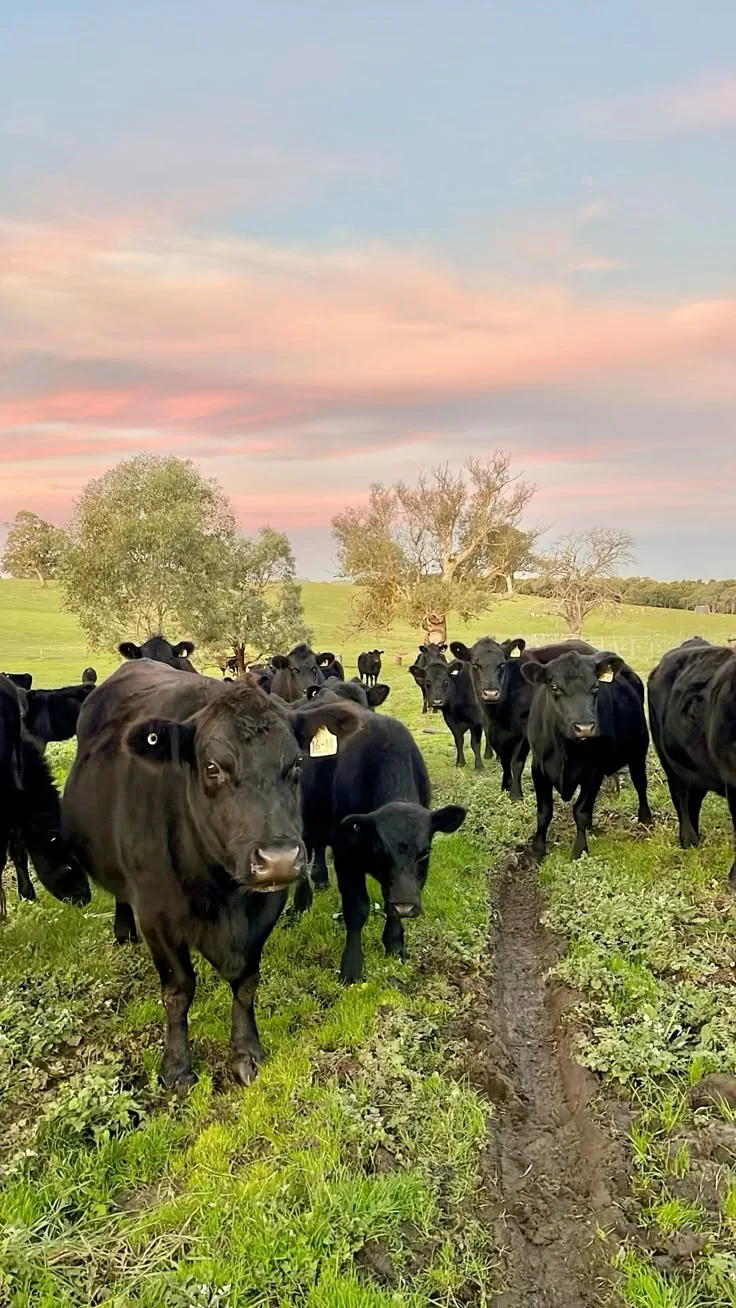 Rebanho de gado Angus pastando ao entardecer