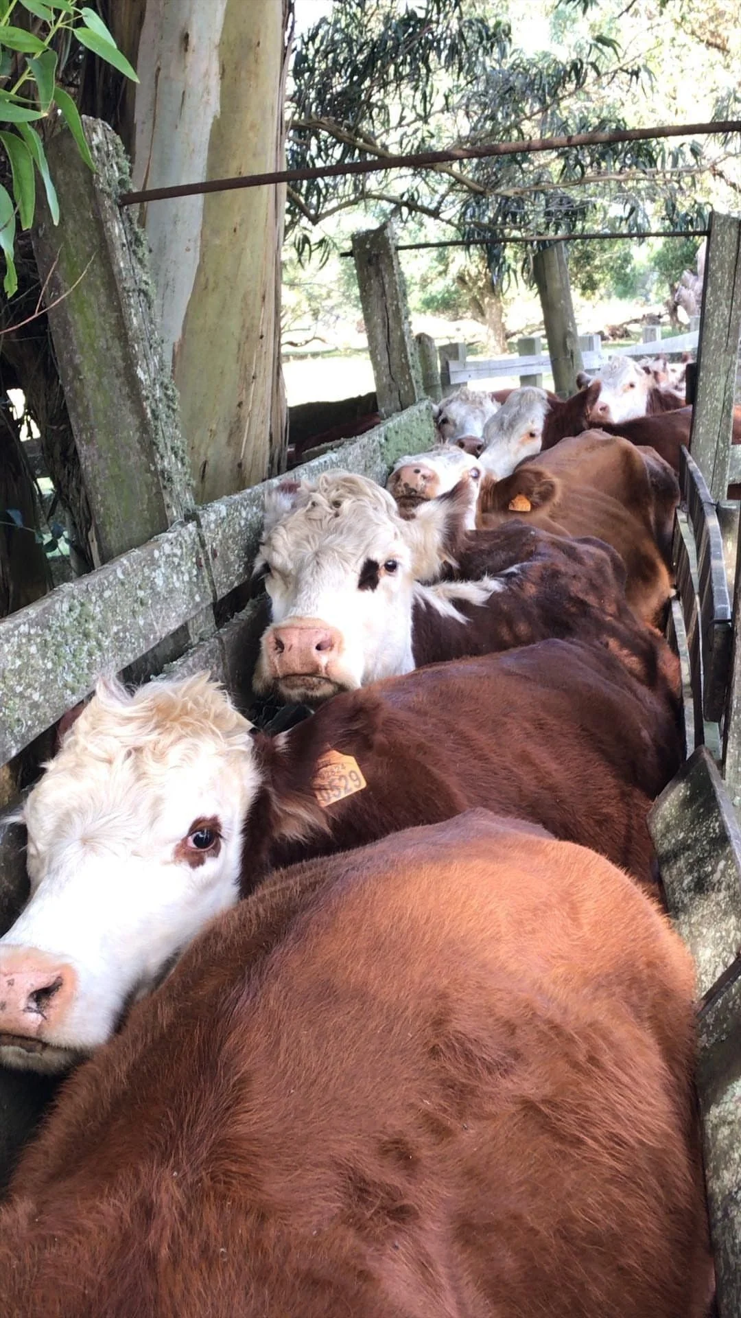 Lote de gado Hereford reunido num corredor de manejo