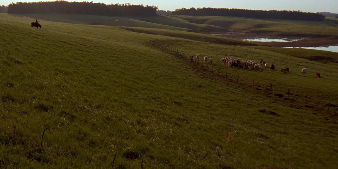 Rebanho pastando nas coxilhas do Pampa gaúcho ao entardecer